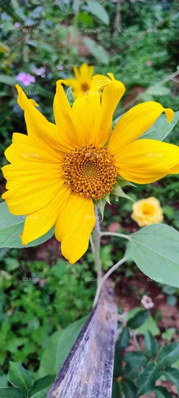 Wonderful flowers of Nature