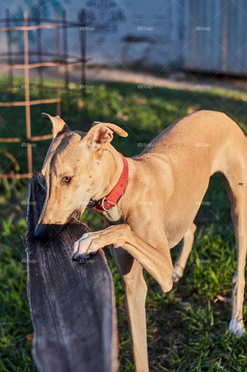 Le plaisir de s'amuser