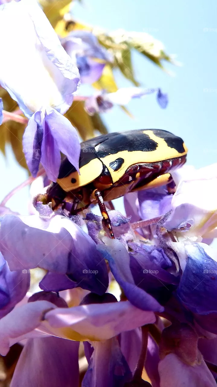 bug