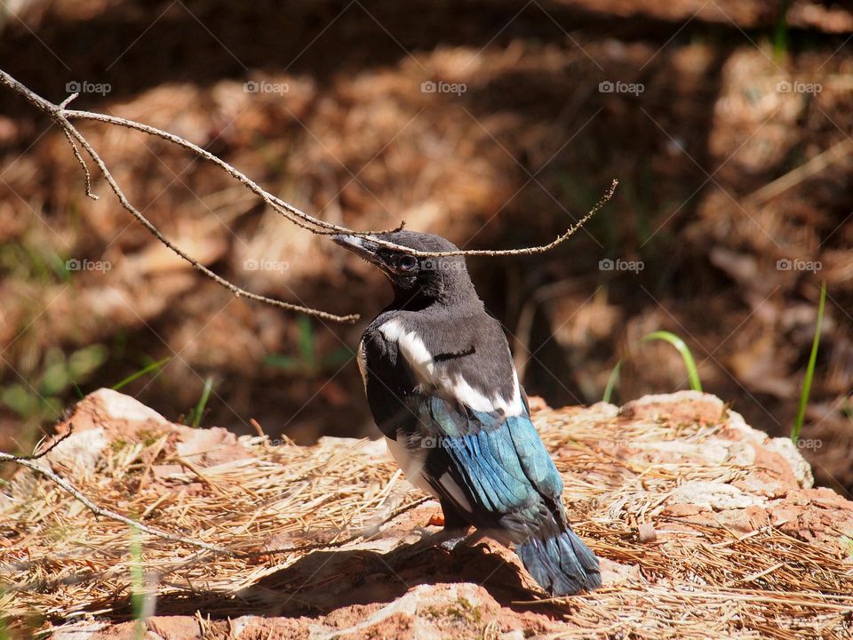 A small fledgling magpie sits on the ground.