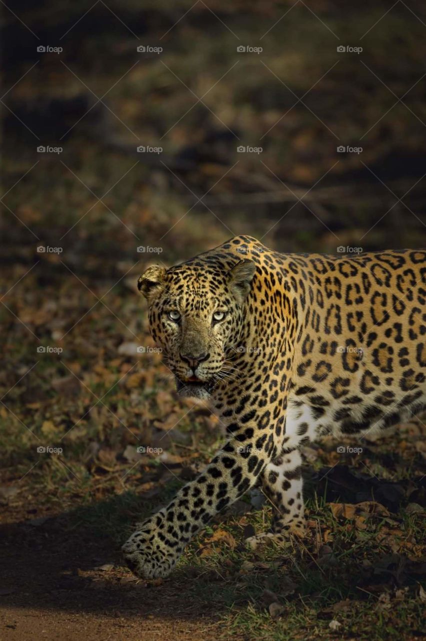 An ANIMAL'S eyes have the power to speak a great language!