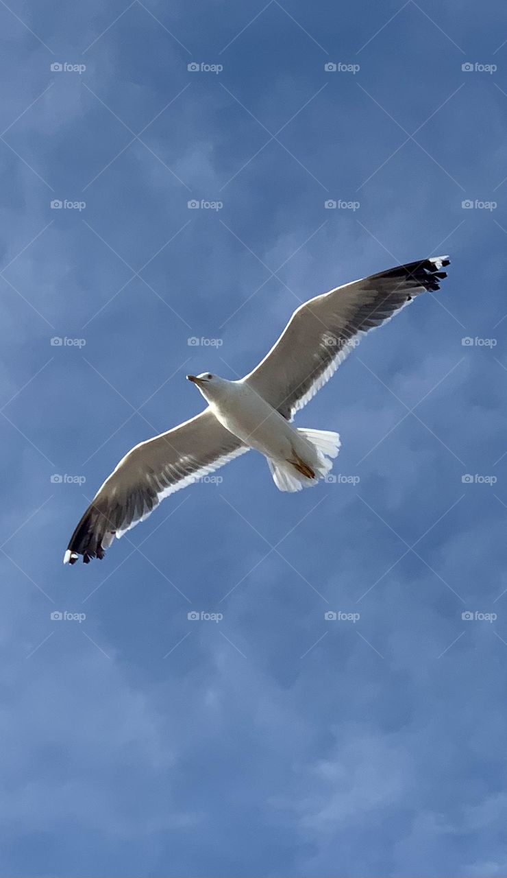 Seagull in flight