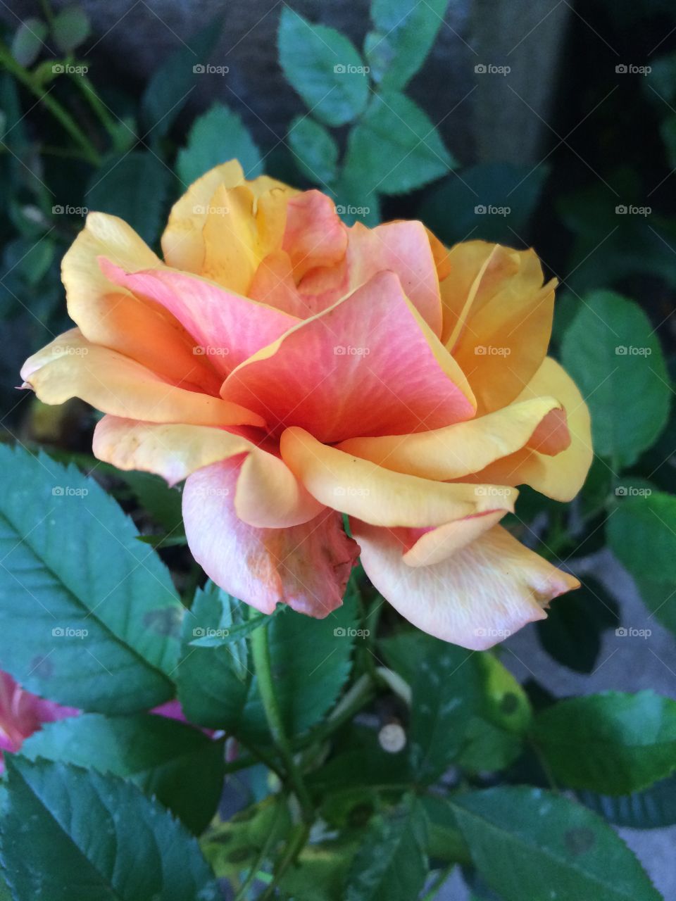 Orange pink rose 