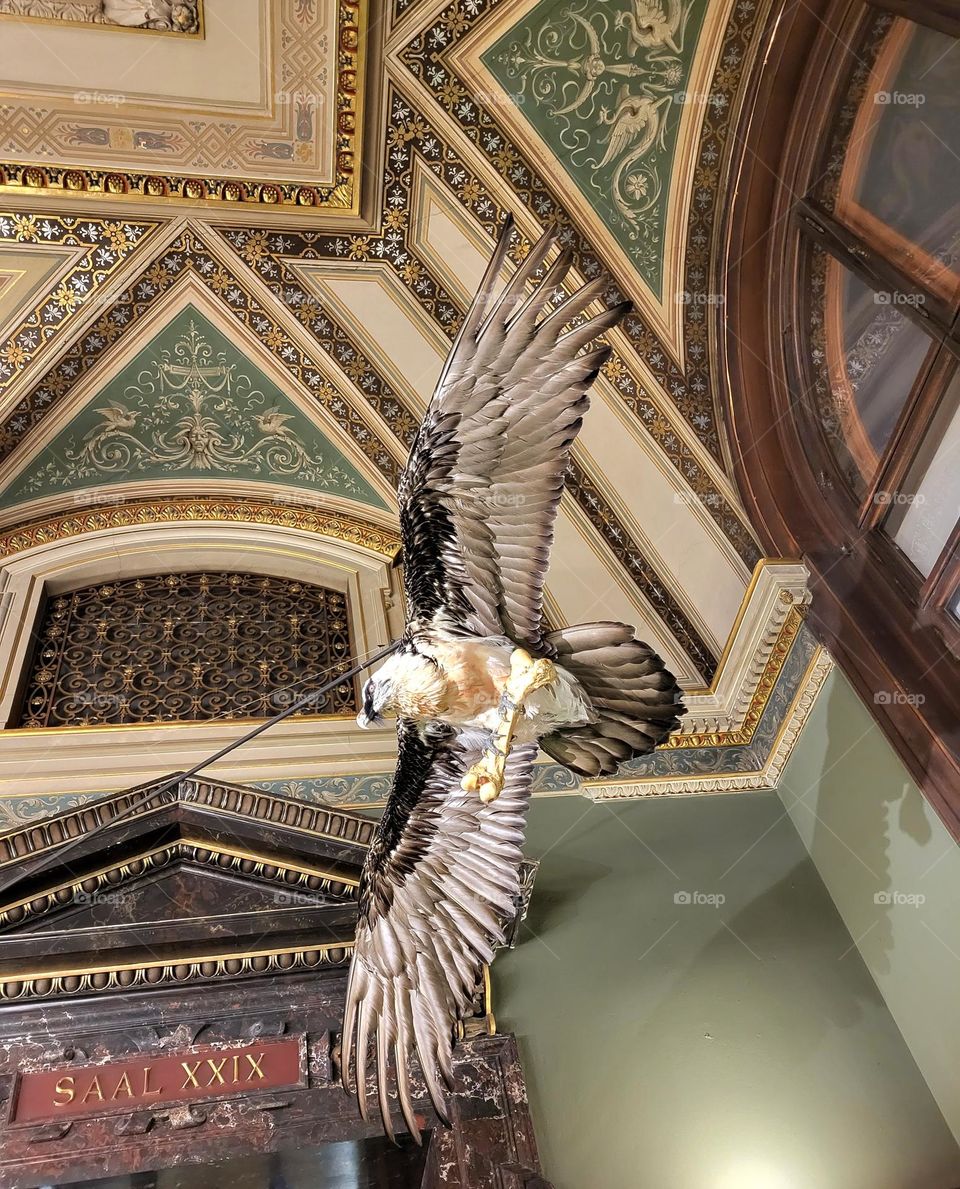 Eagles in museum in Vienna