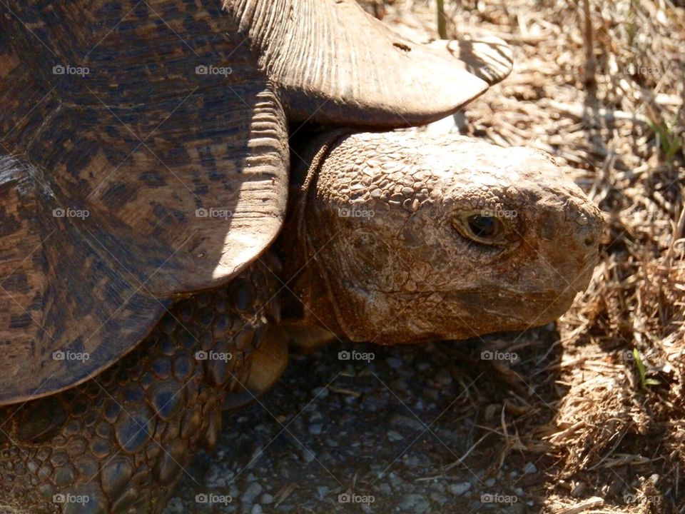 Tortoise 