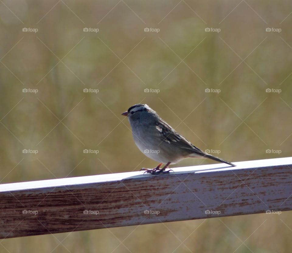 Bird on a Rail