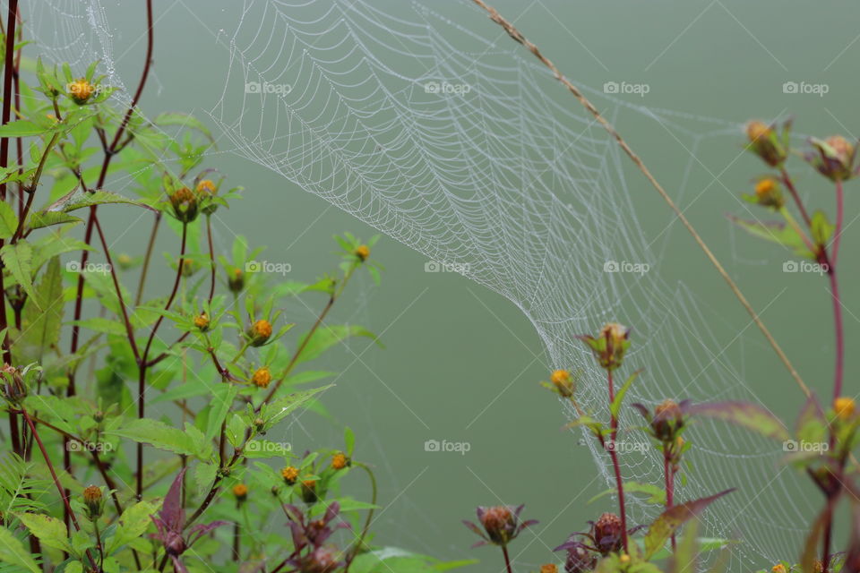 Beautiful web in dew on wildflowers by the pond