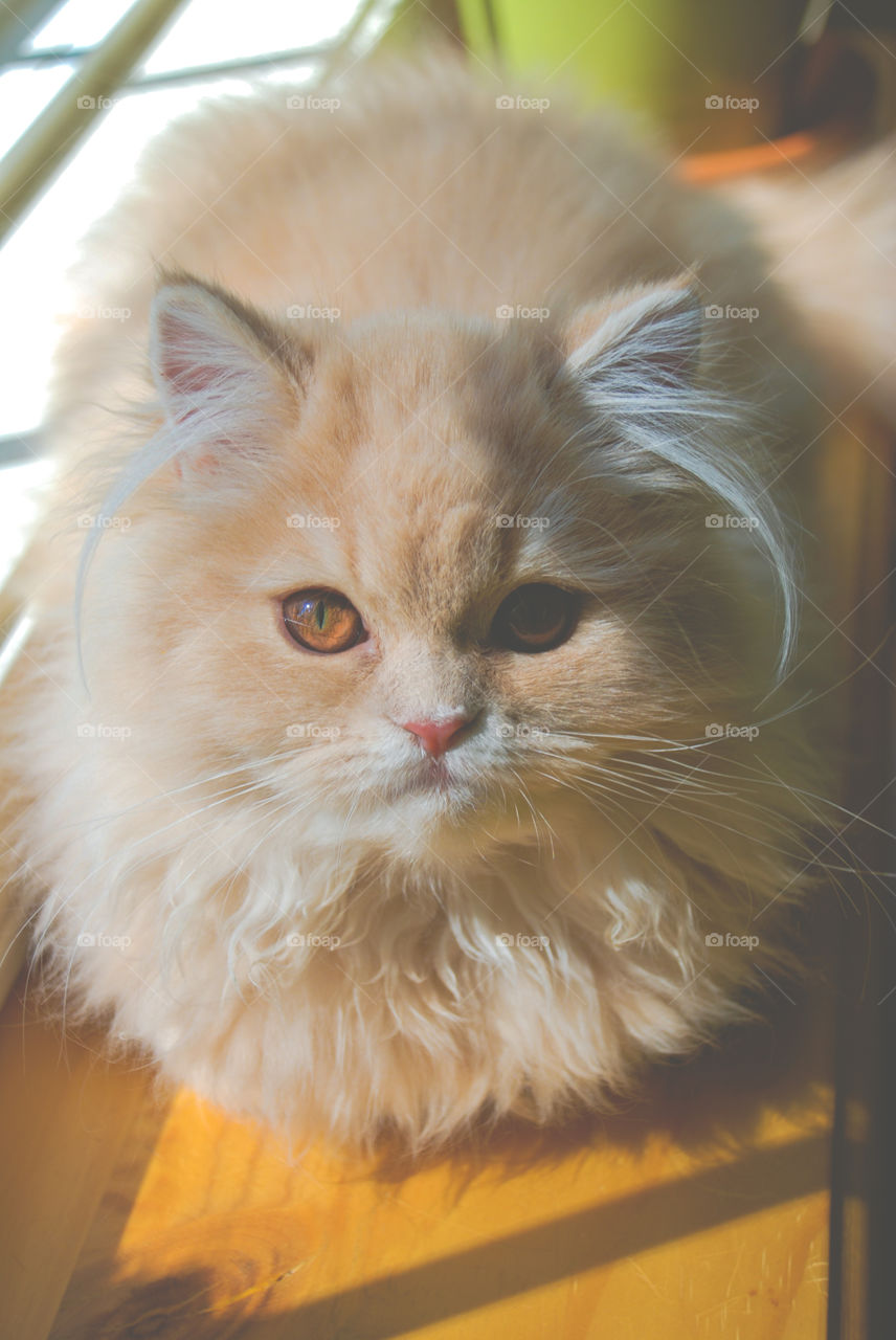 Orange Cream Persian Cat with Gold Eyes