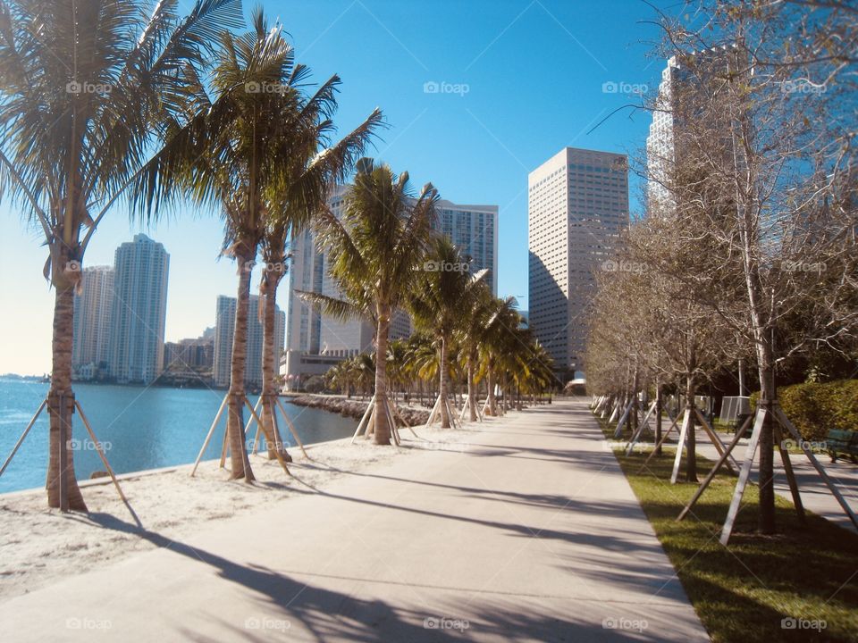 Gorgeous tall city skyscrapers against bright blue cloudless sky with foliage in forefront. 