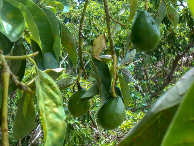 Unripe Avocado Hanging From Branch