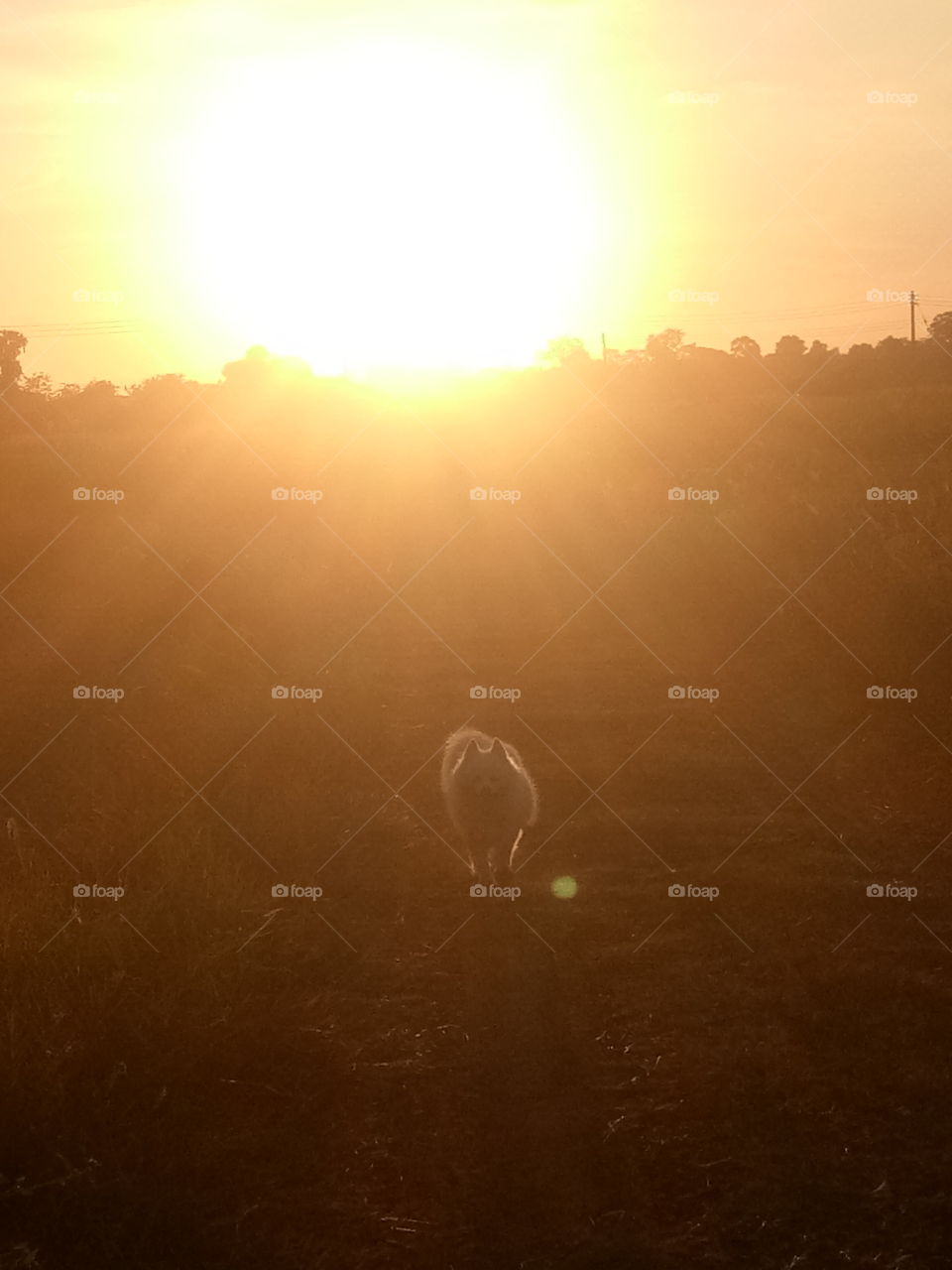 White dog with sunset