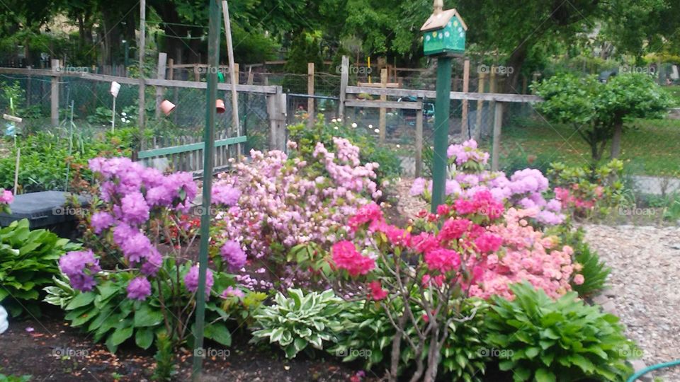 spring. flowers. beauty