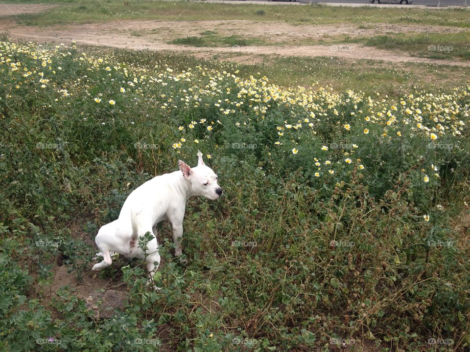 Dog on the meadow