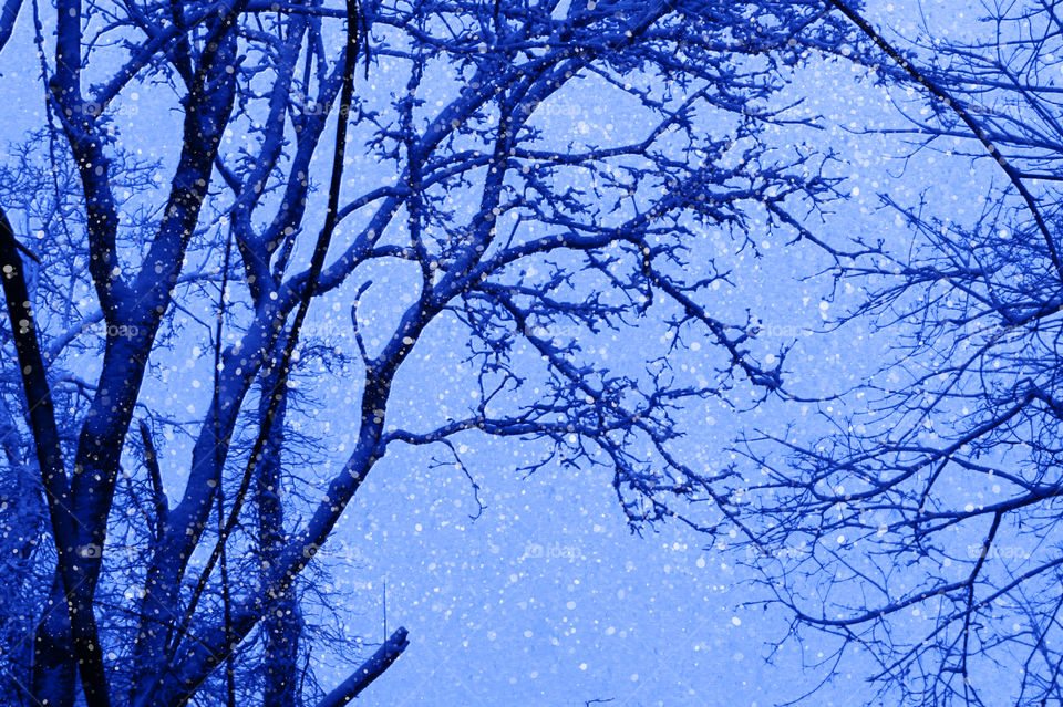 The unusual snow is still falling but that just gives me more opportunities to take pictures & try more desktop tools! These are some snow laden deciduous trees with their small branches looking lacy in the blue tint & desktop ‘snow-machine’ snow!