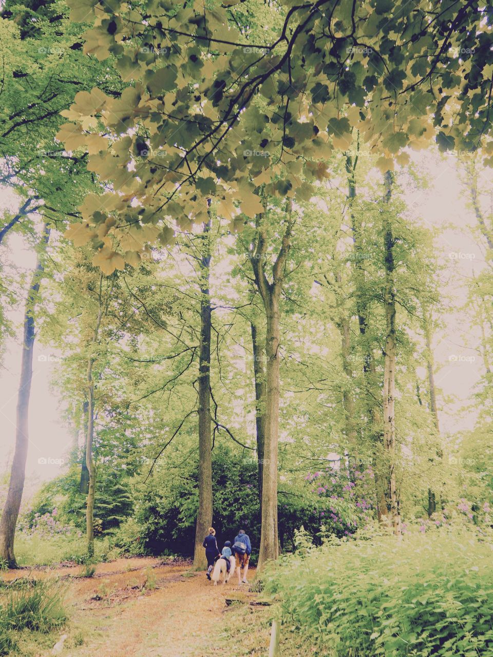 Trees in Longleat Forest