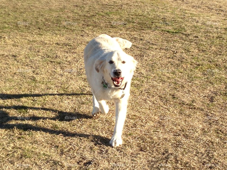 Golden retriever running