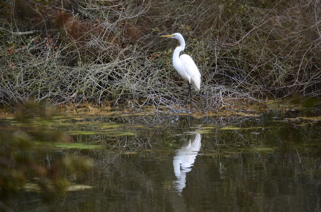 Chincoteague Crane