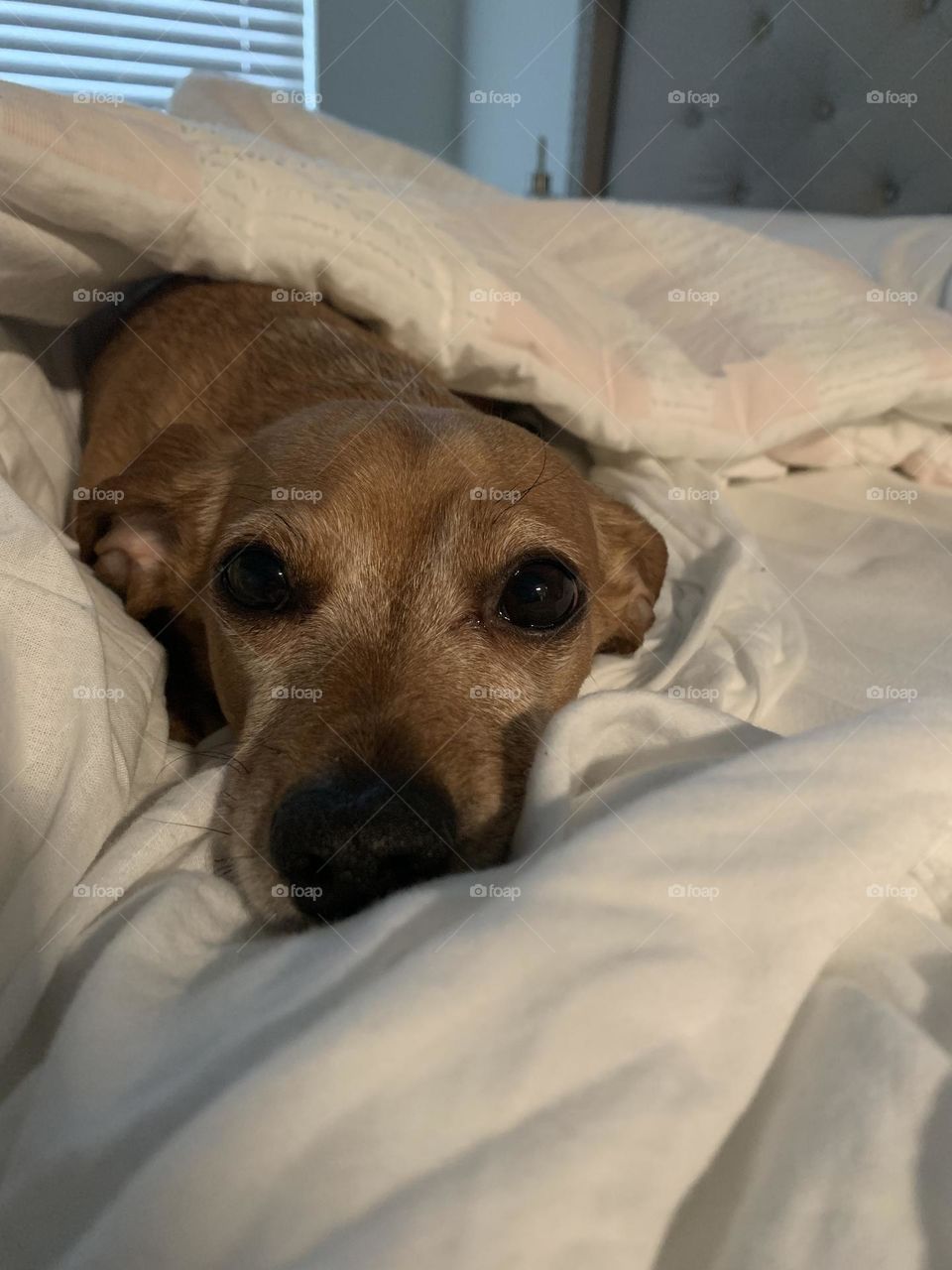 Frankie the Chiweenie