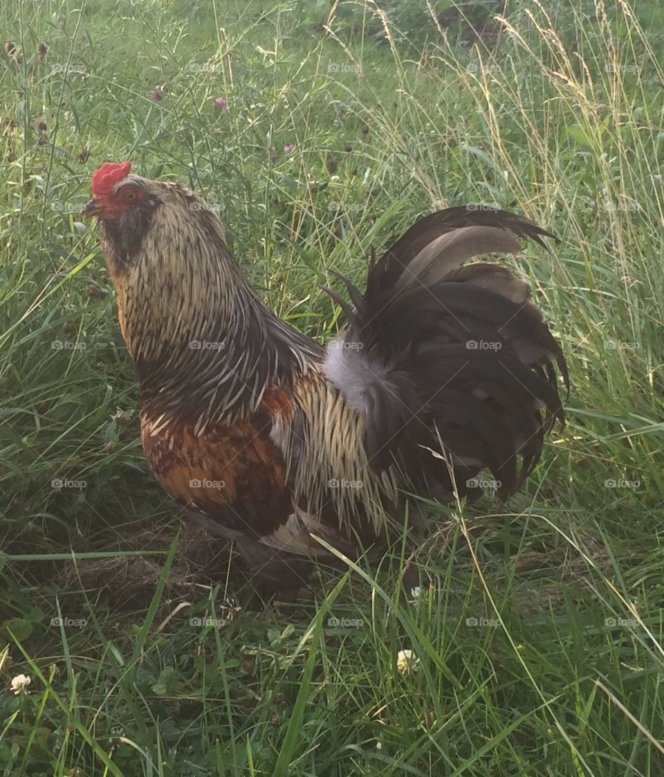 "Prince" Americana Free Range Rooster