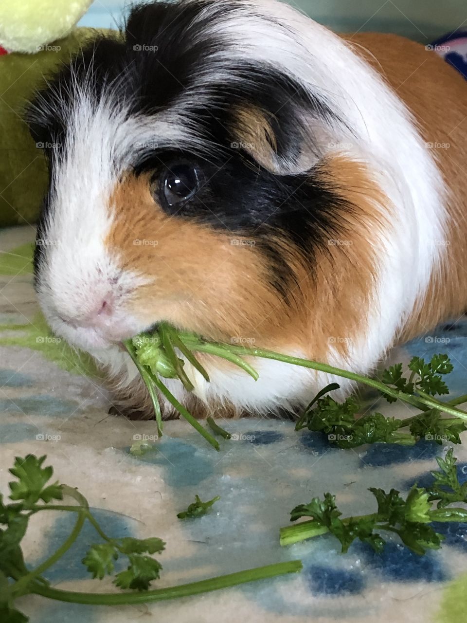 My Super pet Jonathan eating parsley 