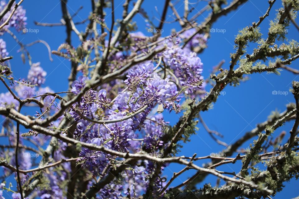 Close-up of wisteria