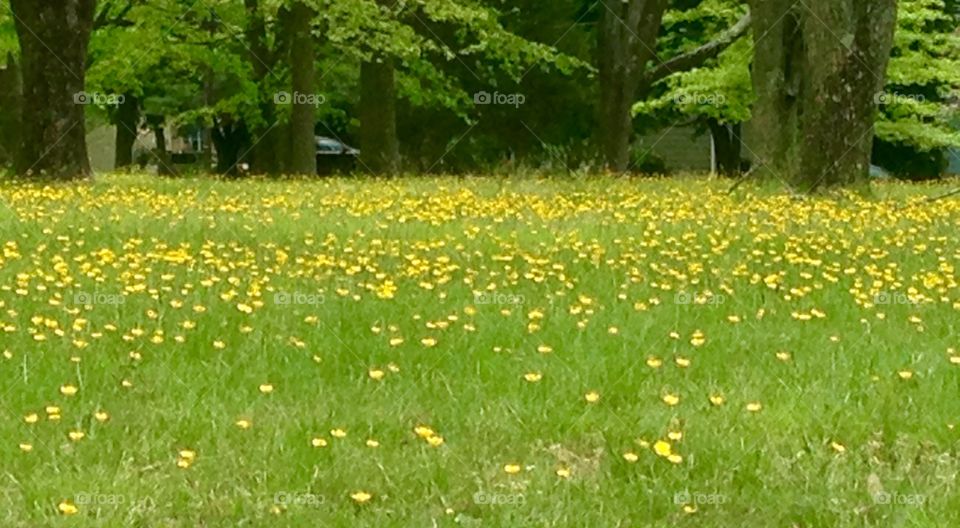 Buttercups