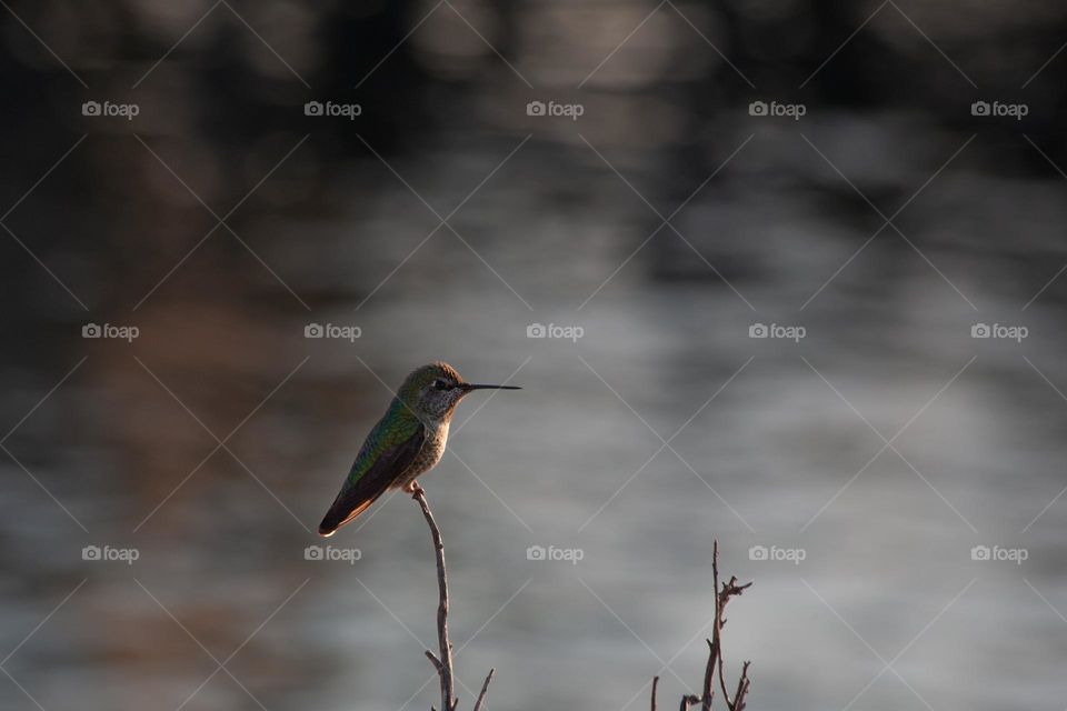 Perching humming bird