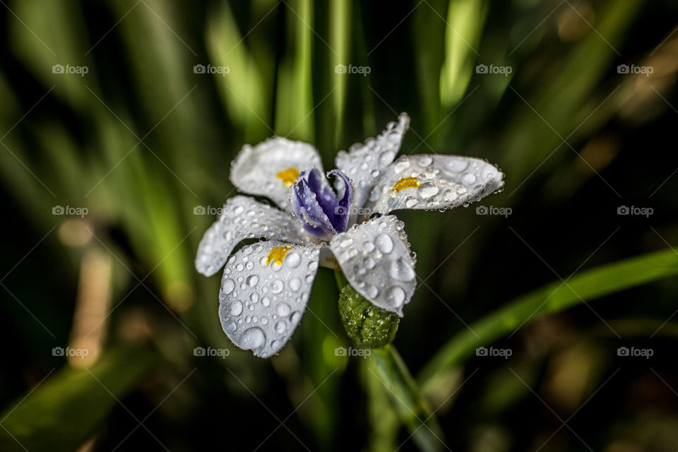 Flower with some water from rain on it