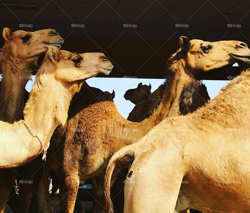 Al Ain Camel Market