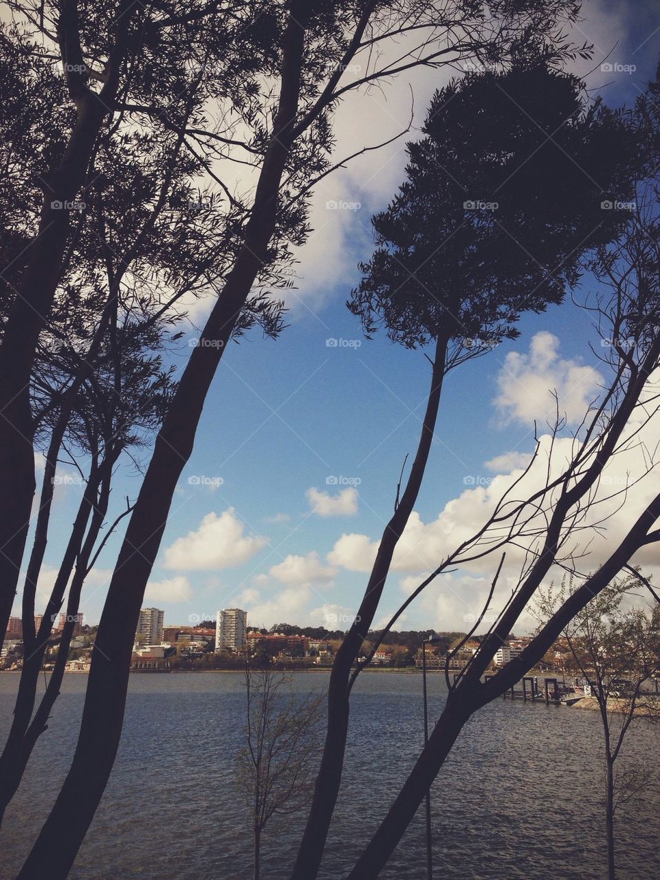 Porto behind trees