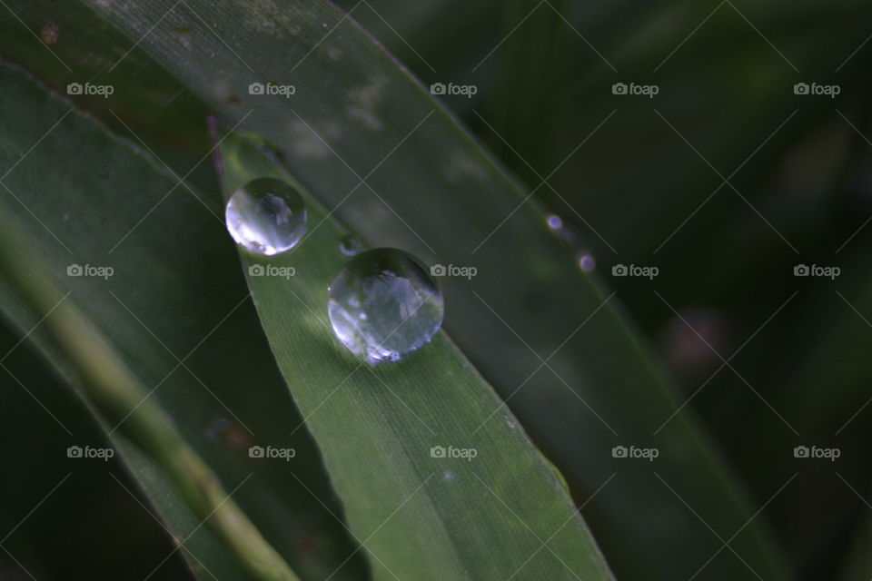 Water drops on leaf