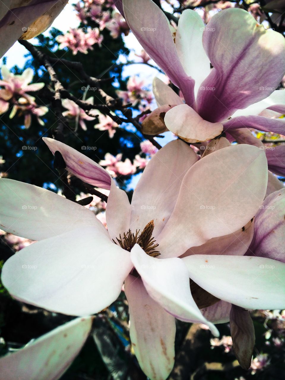 Magnolia Spring . Blooms are everywhere as spring breaks free of winter. 