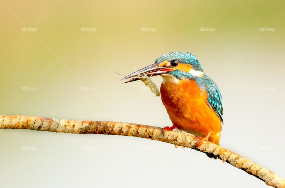 blue birds and orange are eating on the branches