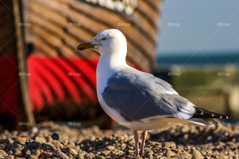 Seagull on Hastings fisherman’s beach, a fishing boat and the sea are in the background