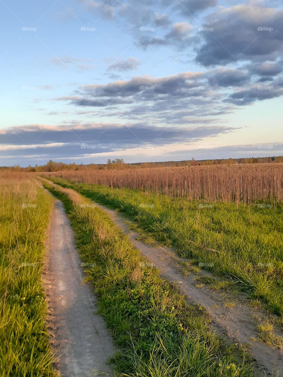 Spring green meadows at sunset