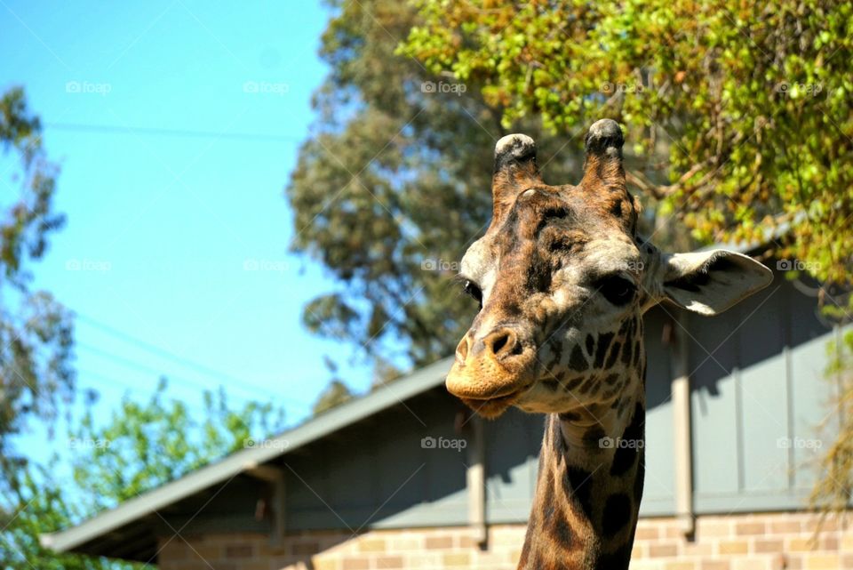 giraffe