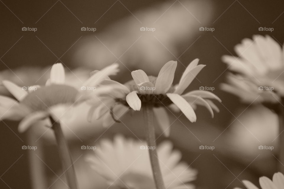 Sepia daydreams. 🌼🌸🌻🌹🌺🌷💐
