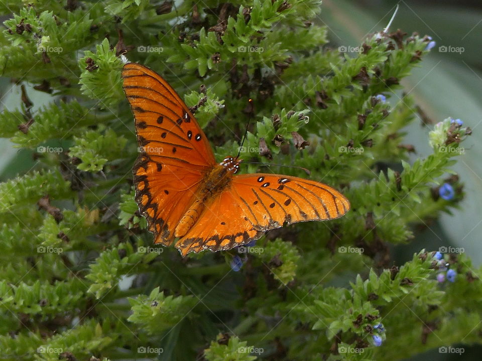 Distance view of orange butterfly on leaves