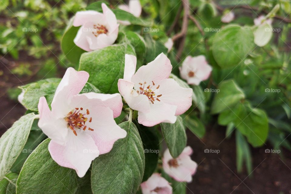 Flowers of apple. Spring flowering trees