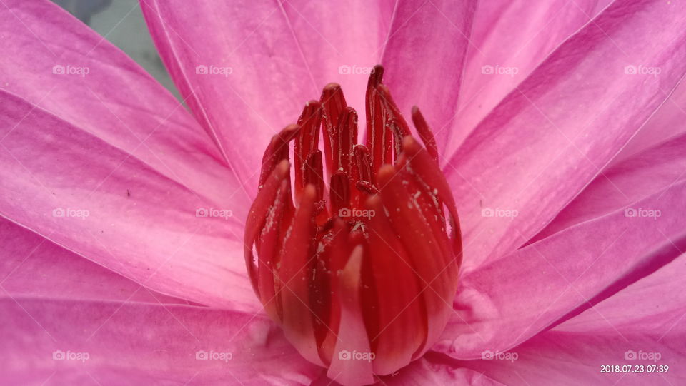 Pink Lotus Close-up