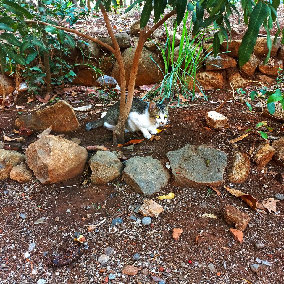 Cute cat is under a small tree