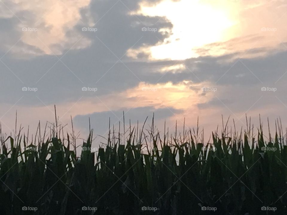 Corn Tassels Reaching the Sky. The neighbor's corn is beautiful right now.  Tall, lush green, full tassels.  Lovely contrast with the evening sky.