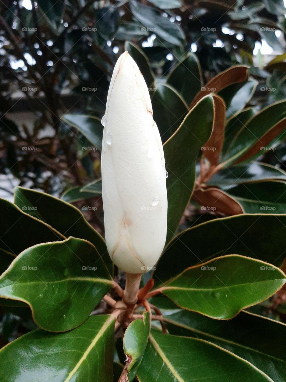 Raindrops on Southern Magnolia