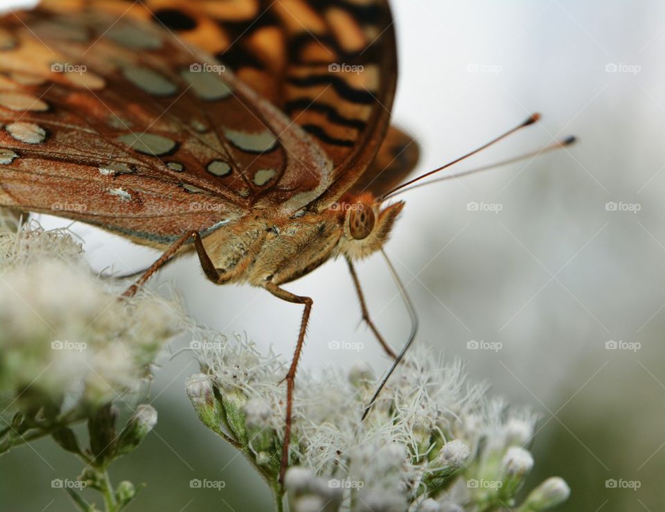 Orange Butteefly Macro