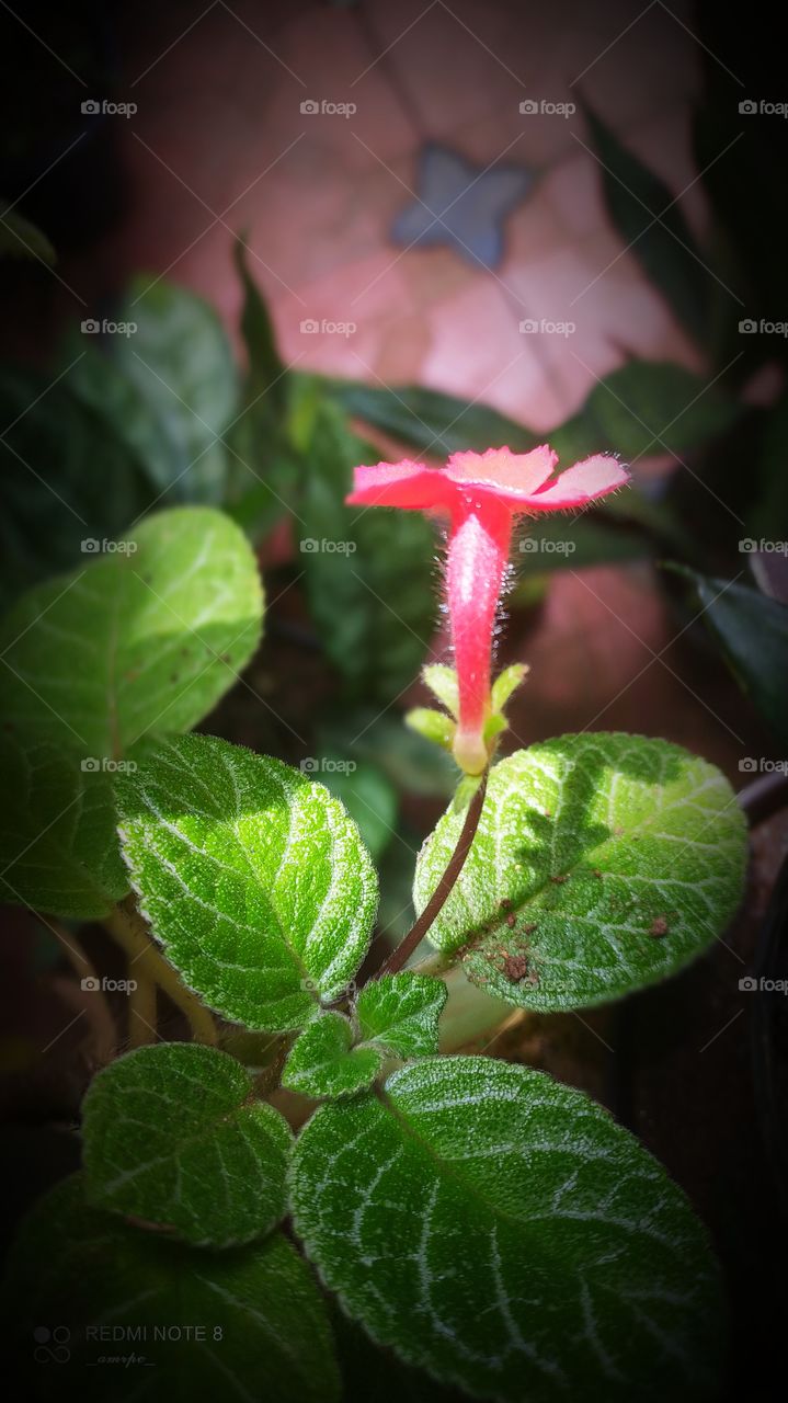 That feeling when the morning sun rays falls on your garden and gives it a mesmerizing finishing touch is just ethereal.