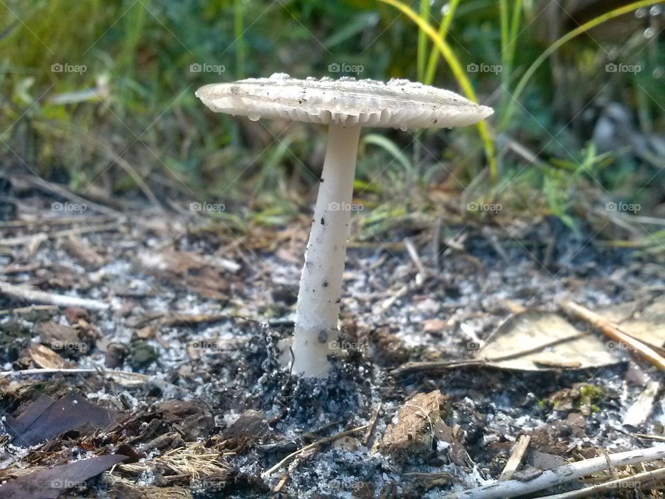fungus 4