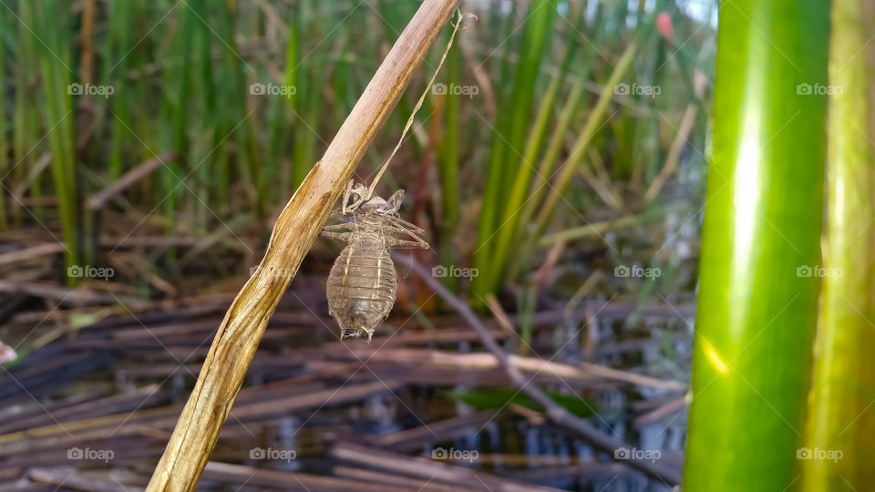 insect trapped in the web in the background is the marsh.