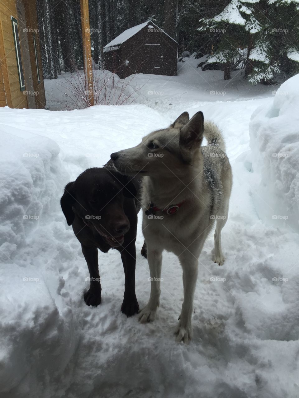 Snow Canines 3