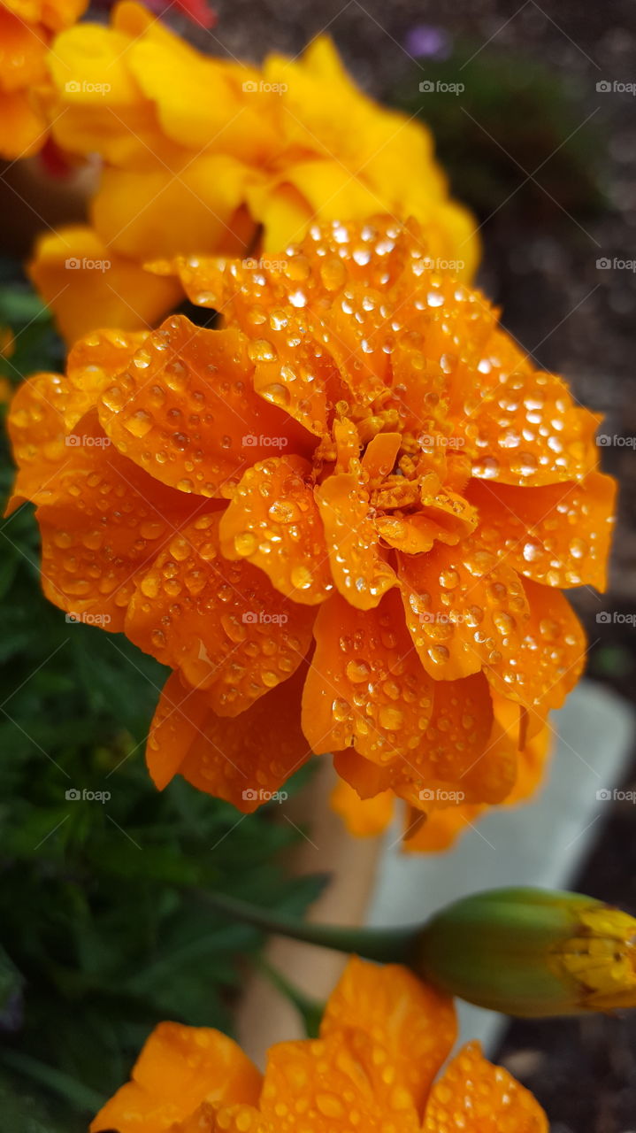 orange flower