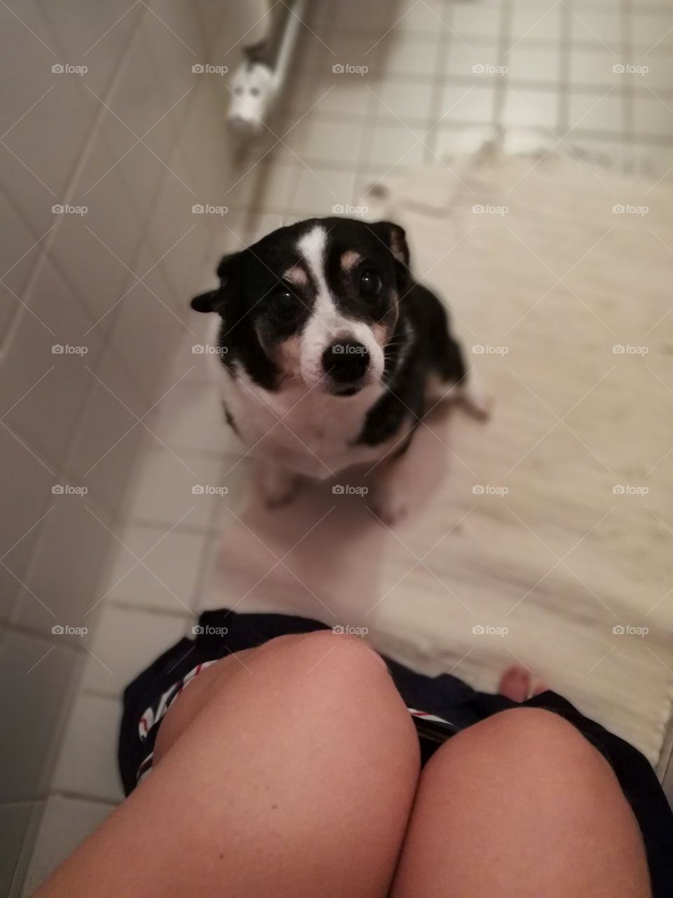 Cute dog looking at me on the toilet